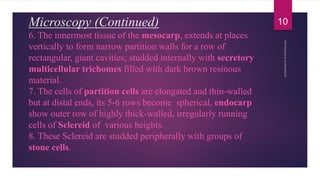 Microscopy (Continued)
6. The innermost tissue of the mesocarp, extends at places
vertically to form narrow partition walls for a row of
rectangular, giant cavities; studded internally with secretory
multicellular trichomes filled with dark brown resinous
material.
7. The cells of partition cells are elongated and thin-walled
but at distal ends, its 5-6 rows become spherical, endocarp
show outer row of highly thick-walled, irregularly running
cells of Sclereid of various heights.
8. These Sclereid are studded peripherally with groups of
stone cells.
10
 