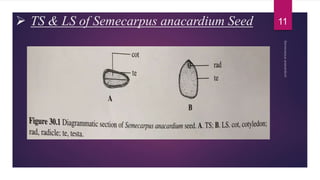  TS & LS of Semecarpus anacardium Seed 11
 