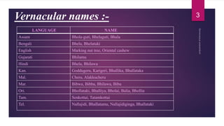 Vernacular names :- 3
LANGUAGE NAME
Assam Bhola-guti, Bhelaguti, Bhala
Bengali Bhela, Bhelatuki
English Marking nut tree, Oriental cashew
Gujarati Bhilamu
Hindi Bhela, Bhilawa
Kan. Goddugeru, Karigeri, Bhallika, Bhallataka
Mal. Cheru, Alakkucheru
Mar. Bibwa, Bibba, Bhilawa, Bibu
Ori. Bhollataki, Bhalliya, Bholai, Balia, Bhollia
Tam. Senkottai, Tatamkottai
Tel. Nallajidi, Bhallatamu, Nallajidiginga, Bhallataki
 