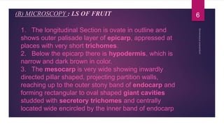 1. The longitudinal Section is ovate in outline and
shows outer palisade layer of epicarp, appressed at
places with very short trichomes.
2. Below the epicarp there is hypodermis, which is
narrow and dark brown in color.
3. The mesocarp is very wide showing inwardly
directed pillar shaped, projecting partition walls,
reaching up to the outer stony band of endocarp and
forming rectangular to oval shaped giant cavities
studded with secretory trichomes and centrally
located wide encircled by the inner band of endocarp
(B) MICROSCOPY : LS OF FRUIT 6
 