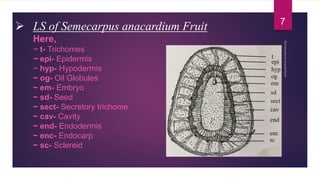  LS of Semecarpus anacardium Fruit
Here,
~ t- Trichomes
~ epi- Epidermis
~ hyp- Hypodermis
~ og- Oil Globules
~ em- Embryo
~ sd- Seed
~ sect- Secretory trichome
~ cav- Cavity
~ end- Endodermis
~ enc- Endocarp
~ sc- Sclereid
7
 
