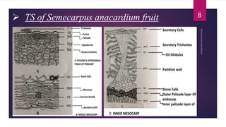  TS of Semecarpus anacardium fruit 8
 