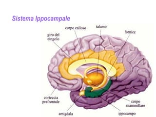 Sistema Ippocampale
 