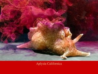 Aplysia Californica
 