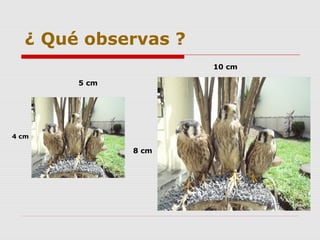 ¿ Qué observas ?
10 cm
5 cm
4 cm
8 cm
 