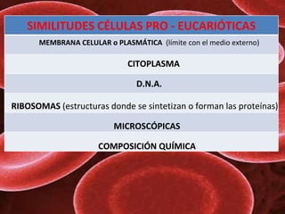 D.N.A. RIBOSOMAS  (estructuras donde se sintetizan o forman las proteínas) MICROSCÓPICAS COMPOSICIÓN QUÍMICA  MEMBRANA CELULAR o   PLASMÁTICA   (límite con el medio externo) CITOPLASMA SIMILITUDES CÉLULAS PRO - EUCARIÓTICAS 