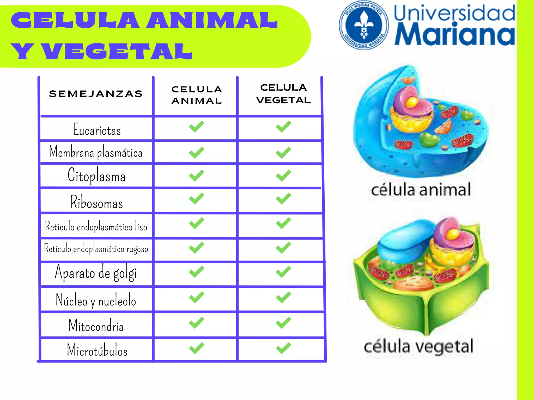 Células Animales Procariotas