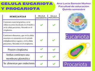 SEMEJANZAS
CELULA EUCARIOTA

Y PROCARIOTA
Ana Lucia Sansón Muñoz
Facultad de educación
Quinto semestre
CELULA
EUCARIOTA
CELULA
PROCARIOTA
Contienen material genético, en la

célula eucariota localizada en el núcleo y

en la célula procariota, flotando en el
citoplasma.
Contienen ribosomas, que en la célula

eucariota se encuentra en el retículo

endoplasmático rugoso y en la célula

procariota, flotando en el citoplasma.
Ambas contienen una

membrana plasmática
Se alimentan por endocitosis
Poseen citoplasma
 