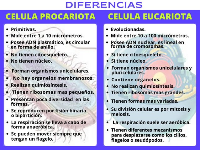 Semejanzas Y Diferencias Celula Animal Vegetal Eucariota Y Proca – eroppa