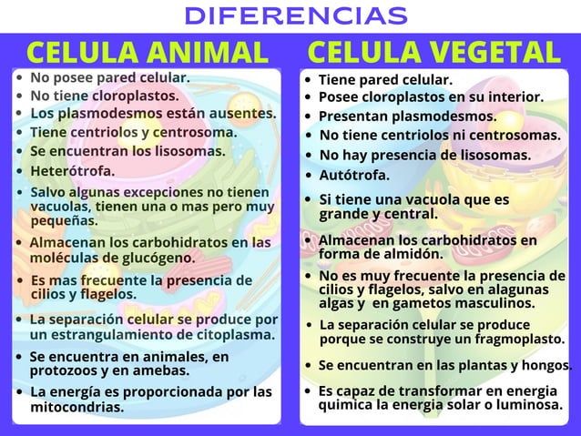 3288429 Diferenciaentrecelulaeucariotayprocariota