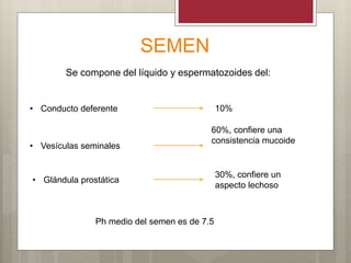 SEMEN
Se compone del líquido y espermatozoides del:
• Conducto deferente
• Vesículas seminales
• Glándula prostática
10%
60%, confiere una
consistencia mucoide
30%, confiere un
aspecto lechoso
Ph medio del semen es de 7.5
 