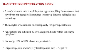 HAMSTER EGG PENETRATION ASSAY
• A man’s sperm is mixed with hamster eggs resembling human ovum that
have been pre treated with enzymes to remove the zona pellucida in a
laboratory.
• The oocytes are examined microscopically for sperm penetration.
• Penetrations are indicated by swollen sperm heads within the oocyte
cytoplasm.
• Normally, 10% to 30% of ova are penetrated.
• Oligozoospermic and severely teratospermic men – Negative.
 