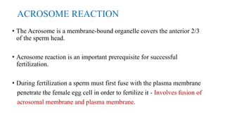 ACROSOME REACTION
• The Acrosome is a membrane-bound organelle covers the anterior 2/3
of the sperm head.
• Acrosome reaction is an important prerequisite for successful
fertilization.
• During fertilization a sperm must first fuse with the plasma membrane
penetrate the female egg cell in order to fertilize it - Involves fusion of
acrosomal membrane and plasma membrane.
 