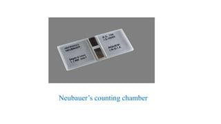 Neubauer’s counting chamber
 