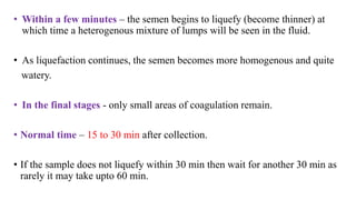 • Within a few minutes – the semen begins to liquefy (become thinner) at
which time a heterogenous mixture of lumps will be seen in the fluid.
• As liquefaction continues, the semen becomes more homogenous and quite
watery.
• In the final stages - only small areas of coagulation remain.
• Normal time – 15 to 30 min after collection.
• If the sample does not liquefy within 30 min then wait for another 30 min as
rarely it may take upto 60 min.
 