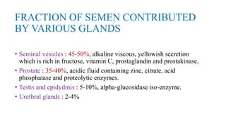 FRACTION OF SEMEN CONTRIBUTED
BY VARIOUS GLANDS
• Seminal vesicles : 45-50%, alkaline viscous, yellowish secretion
which is rich in fructose, vitamin C, prostaglandin and prostakinase.
• Prostate : 35-40%, acidic fluid containing zinc, citrate, acid
phosphatase and proteolytic enzymes.
• Testis and epidydmis : 5-10%, alpha-glucosidase iso-enzyme.
• Urethral glands : 2-4%
 