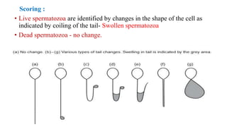 Scoring :
• Live spermatozoa are identified by changes in the shape of the cell as
indicated by coiling of the tail- Swollen spermatozoa
• Dead spermatozoa - no change.
 