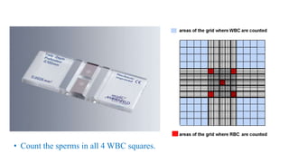 • Count the sperms in all 4 WBC squares.
 