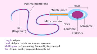 Length : 65 μm
Head : 4-5 μm, contain nucleus and acrosome
Middle piece : 4-5 μm, energy for motility is generated
Tail : 55 μm, motility propagated along the tail
 