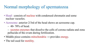 Normal morphology of spermatozoa
• Head : consists of nucleus with condensed chromatin and some
nuclear vacuoles.
• Acrosome: anterior 2/3rd of the head shows an acrosome cap.
– 40- 70% of head.
– secretes enzymes that dissolve the cells of corona radiata and zona
pellucida of the ovum during fertilization.
• Middle piece contains mitochondria → provides energy.
• The tail used for motility.
 