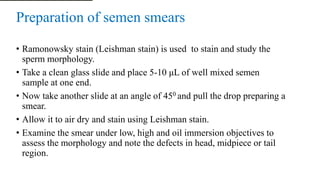 Preparation of semen smears
• Ramonowsky stain (Leishman stain) is used to stain and study the
sperm morphology.
• Take a clean glass slide and place 5-10 μL of well mixed semen
sample at one end.
• Now take another slide at an angle of 450 and pull the drop preparing a
smear.
• Allow it to air dry and stain using Leishman stain.
• Examine the smear under low, high and oil immersion objectives to
assess the morphology and note the defects in head, midpiece or tail
region.
 