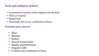 Neck and midpiece defects:
• Asymmetrical insertion of the midpiece into the head
• Thick or irregular
• Sharply bent
• Abnormally thin or any combination of these.
Principal piece defects:
• Short
• Multiple
• Broken
• Smooth hairpin bends
• Sharply angulated bends
• Irregular width
• Coiled or any combination of these.
 