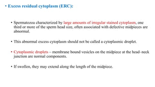 • Excess residual cytoplasm (ERC):
• Spermatozoa characterized by large amounts of irregular stained cytoplasm, one
third or more of the sperm head size, often associated with defective midpieces are
abnormal.
• This abnormal excess cytoplasm should not be called a cytoplasmic droplet.
• Cytoplasmic droplets – membrane bound vesicles on the midpiece at the head–neck
junction are normal components.
• If swollen, they may extend along the length of the midpiece.
 
