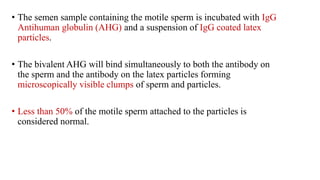 • The semen sample containing the motile sperm is incubated with IgG
Antihuman globulin (AHG) and a suspension of IgG coated latex
particles.
• The bivalent AHG will bind simultaneously to both the antibody on
the sperm and the antibody on the latex particles forming
microscopically visible clumps of sperm and particles.
• Less than 50% of the motile sperm attached to the particles is
considered normal.
 