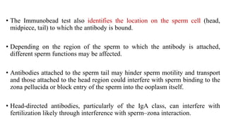 • The Immunobead test also identifies the location on the sperm cell (head,
midpiece, tail) to which the antibody is bound.
• Depending on the region of the sperm to which the antibody is attached,
different sperm functions may be affected.
• Antibodies attached to the sperm tail may hinder sperm motility and transport
and those attached to the head region could interfere with sperm binding to the
zona pellucida or block entry of the sperm into the ooplasm itself.
• Head-directed antibodies, particularly of the IgA class, can interfere with
fertilization likely through interference with sperm–zona interaction.
 