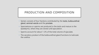 PRODUCTION AND COMPOSITION
• Semen consists of four fractions contributed by the testis, bulbourethral
gland, seminal vesicle and the prostate.
• Spermatozoa or sperms are produced in the testis and mature in the
epididymis, where they are stored until ejaculation.
• Sperms account for about 1-2% of the total volume of ejaculate.
• The secretory product of the bulbourethral gland functions to lubricate
the urethra.
 
