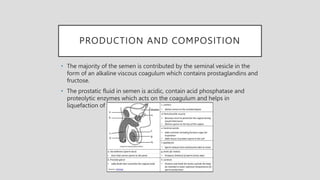 PRODUCTION AND COMPOSITION
• The majority of the semen is contributed by the seminal vesicle in the
form of an alkaline viscous coagulum which contains prostaglandins and
fructose.
• The prostatic fluid in semen is acidic, contain acid phosphatase and
proteolytic enzymes which acts on the coagulum and helps in
liquefaction of the semen.
 