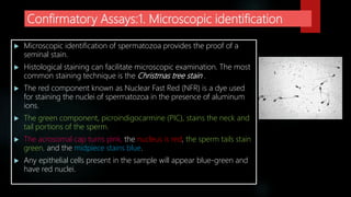Confirmatory Assays:1. Microscopic identification
 Microscopic identification of spermatozoa provides the proof of a
seminal stain.
 Histological staining can facilitate microscopic examination. The most
common staining technique is the Christmas tree stain .
 The red component known as Nuclear Fast Red (NFR) is a dye used
for staining the nuclei of spermatozoa in the presence of aluminum
ions.
 The green component, picroindigocarmine (PIC), stains the neck and
tail portions of the sperm.
 The acrosomal cap turns pink, the nucleus is red, the sperm tails stain
green, and the midpiece stains blue.
 Any epithelial cells present in the sample will appear blue-green and
have red nuclei.
 