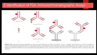 3. Identification of PSA: Immunochromatographic Assays
 