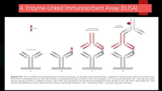 4. Enzyme-Linked Immunosorbent Assay (ELISA)
 