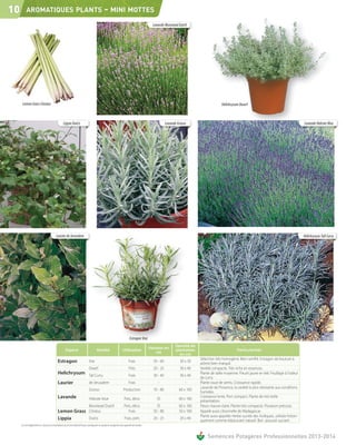 10        AROMATIQUES PLANTS                                                                  - MINI MOTTES
                                                                                                                                            Lavande Munstead Dutch




      Lemon Grass Citratus                                                                                                                                                              Helichrysum Dwarf



                                                  Lippia Dulcis                                                                                       Lavande Grosso                                                                            Lavande Hidcote Blue




                                          Laurier de Jerusalem                                                                                                                                                                                  Helichrysum Tall Curry




                                                                                                                         Estragon Vrai
                                                                                                                                                             Densité de
                                                                                                                                          Hauteur en
                                                    Espèce                           Variété                     Utilisation                                 plantation                            Particularités
                                                                                                                                             cm                en cm
                                                                                                                                                                          Sélection très homogène. Bien ramifié. Estragon de bouture à
                                            Estragon                         Vrai                                       Frais               50 - 60             30 x 50
                                                                                                                                                                          arôme bien marqué.
                                                                             Dwarf                                      Pots                20 - 25             30 x 40   Variété compacte. Très riche en essences.
                                            Helichrysum Tall Curry                                                      Frais               30 - 40             30 x 40
                                                                                                                                                                          Plante de taille moyenne. Fleurit jaune en été. Feuillage à l’odeur
                                                                                                                                                                          de curry.
                                            Laurier     de Jerusalem                                                    Frais                  -                   -      Plante issue de semis. Croissance rapide.
                                                                                                                                                                          Lavande de Provence, la variété la plus résistante aux conditions
                                                                             Grosso                               Production                70 - 80            60 x 100
                                                                                                                                                                          humides.
                                            Lavande                                                                                                                       Croissance lente. Port compact. Plante de très belle
                                                                             Hidcote blue                          Pots, déco                 35               60 x 100
                                                                                                                                                                          présentation.
                                                        Munstead Dutch                                             Pots, déco                 35               60 x 100   Fleurs mauve claire. Plante très compacte. Floraison précoce.
                                            Lemon Grass Citratus                                                      Frais                 50 - 80            50 x 100   Appelé aussi citronnelle de Madagascar.
                                                                                                                                                                          Plante aussi appelée Herbe sucrée des Aztèques, utilisée histori-
                                            Lippia                           Dulcis                                 Frais, pots             20 - 25             20 x 40
                                                                                                                                                                          quement comme édulcorant naturel. Bon pouvoir sucrant.
     Les renseignements ci-dessus ne sont donnés qu’à titre indicatif et par conséquent ne sauraient comporter une garantie de récolte.


                                                                                                                                                                               Semences Potagères Professionnelles 2013-2014
 