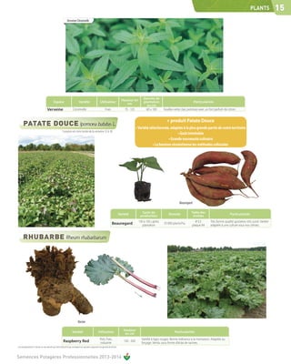 PLANTS            15
                                                                Verveine Citronnelle




                                                                                                                                                        Densité de
                                                                                                                                       Hauteur en
                                              Espèce                            Variété                     Utilisation                                 plantation                                Particularités
                                                                                                                                          cm              en cm
                                      Verveine                         Citronnelle                                Frais                  75 - 125         60 x 100      Feuilles verte clair, pointues avec un fort parfum de citron.


                                                                                                                                                                          + produit Patate Douce
                                                          Livraison en mini motte de la semaine 12 à 18.




                                                                                                                                                                                     Beauregard

                                                                                                                                                      Cycle de                                 Taille des
                                                                                                                                     Variété                                Densité                                             Particularités
                                                                                                                                                     production                                 mottes
                                                                                                                                                    130 à 150 j après                              0 3,5       Très bonne qualité gustative, très sucré. Variété
                                                                                                                           Beauregard                  plantation
                                                                                                                                                                        33 000 plants/ha
                                                                                                                                                                                                plaque 84      adaptée à une culture sous nos climats.




                                                                              Racine

                                                                                                                                        Hauteur
                                                                       Variété                           Utilisation                                                             Particularités
                                                                                                                                         en cm
                                                                                                           Pots, frais,                               Variété à tiges rouges. Bonne tolérance à la montaison. Adaptée au
                                                           Raspberry Red                                   industrie
                                                                                                                                        150 - 200
                                                                                                                                                      forçage. Vendu sous forme d'éclat de racines.
Les renseignements ci-dessus ne sont donnés qu’à titre indicatif et par conséquent ne sauraient comporter une garantie de récolte.



Semences Potagères Professionnelles 2013-2014
 
