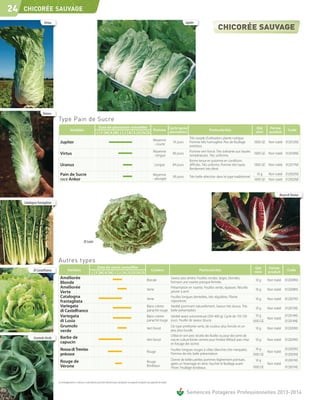 24   CHICORÉE SAUVAGE

                     Virtus                                                                                                                                                    Jupiter




                    Uranus
                              Type Pain de Sucre
                                                                            Date de plantation conseillée
                                                                                                          Pomme Cycle après                                                                                                           Qté      Forme
                                           Variétés                                                                                                                                              Particularités                                              Code
                                                                           J F M A M J J A S O N D              plantation                                                                                                            mini     produit
                                                                                                                                                                                  Très souple d'utilisation, plante rustique.
                                                                                                                                               Moyenne
                               Jupiter                                                                                                         - courte
                                                                                                                                                                    74 jours      Pomme très homogène. Peu de feuillage           1000 GE Non traité       012012NE
                                                                                                                                                                                  extérieur.
                                                                                                                                               Moyenne                            Pomme vert foncé. Très tolérante aux hautes
                               Virtus                                                                                                          - longue
                                                                                                                                                                    80 jours
                                                                                                                                                                                  températures. Très uniforme.
                                                                                                                                                                                                                                  1000 GE Non traité       012016NE
                                                                                                                                                                                  Bonne tenue en automne en conditions
                               Uranus                                                                                                           Longue              84 jours      difficiles. Très uniforme. Pomme très haute.    1000 GE Non traité       012017NE
                                                                                                                                                                                  Rendement très élevé.
                               Pain de Sucre                                                                                                  Moyenne                                                                               10 g  Non traité       012002NS
                                                                                                                                                                    90 jours      Très belle sélection dans le type traditionnel.
                               race Ankor                                                                                                     - allongée                                                                          1000 GE Non traité       012002NE



                                                                                                                                                                                                                                                      Rossa di Treviso
     Catalogna frastagliata




                                                            Di Lusia



                              Autres types
                                                                        Date de semis conseillée                                                                                                                                     Qté      Forme
            Di Castelfranco             Variétés                                                                                            Couleur                                      Particularités                                                     Code
                                                                     J F M A M J J A S O N D                                                                                                                                         mini     produit
                               Améliorée                                                                                               Blonde
                                                                                                                                                     Saveur peu amère. Feuilles rondes, larges, blondes,
                                                                                                                                                                                                                                     10 g     Non traité   012009NS
                               Blonde                                                                                                                formant une rosette presque fermée.
                               Améliorée                                                                                               Verte
                                                                                                                                                     Présentation en rosette. Feuilles vertes, épaisses. Récolte
                                                                                                                                                                                                                                     10 g     Non traité   012008NS
                               Verte                                                                                                                 janvier à avril.
                               Catalogna                                                                                               Verte
                                                                                                                                                     Feuilles longues dentelées, très régulières. Plante
                                                                                                                                                                                                                                     10 g     Non traité   012007NS
                               frastagliata                                                                                                          vigoureuse.
                               Variegata                                                                                               Blanc-crème   Variété pommant naturellement. Saveur très douce. Très
                                                                                                                                                                                                                                     10 g     Non traité   012015NS
                               di Castelfranco                                                                                         panaché rouge belle présentation.
                               Variegata                                                                                               Blanc-crème   Variété assez volumineuse (350-400 g). Cycle de 110-120                          10 g                 012014NS
                                                                                                                                                                                                                                            Non traité
                               di Lusia                                                                                                panaché rouge jours. Feuille de saveur douce.                                                1000 GE                012014NE
                               Grumolo                                                                                                 Vert foncé
                                                                                                                                                                   De type améliorée verte, de couleur plus foncée et un
                                                                                                                                                                                                                                     10 g     Non traité   012020NS
                               verde                                                                                                                               peu plus lourde.
                                                                                                                                                                   Utilisé en vert avec récolte des feuilles ou pour des semis de
            Grumolo Verde      Barbe de                                                                                                Vert foncé                  mai en culture forcée comme pour l'endive Witloof, avec mise      10 g     Non traité   012029NS
                               capucin                                                                                                                             en forçage des racines
                               Rossa di Treviso                                                                                                                    Feuilles longues rouges à côtes blanches très marquées.            10 g                 012005NS
                                                                                                                                       Rouge                                                                                                Non traité
                               précoce                                                                                                                             Pomme de très belle présentation.                                1000 GE                012005NE
                                                                                                                                                                   Donne de belles petites pommes légèrement pointues,               10 g                  012001NS
                               Rouge de                                                                                                Rouge
                                                                                                                                                                   après un hivernage en terre. Faucher le feuillage avant                    Non traité
                               Vérone                                                                                                  Bordeaux                                                                                     1000 GE                012001NE
                                                                                                                                                                   l'hiver. Feuillage bordeaux.


                              Les renseignements ci-dessus ne sont donnés qu’à titre indicatif et par conséquent ne sauraient comporter une garantie de récolte.


                                                                                                                                                                                Semences Potagères Professionnelles 2013-2014
 