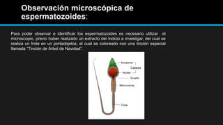 Observación microscópica de
espermatozoides:
Para poder observar e identificar los espermatozoides es necesario utilizar el
microscopio, previo haber realizado un extracto del indicio a investigar, del cual se
realiza un frote en un portaobjetos, el cual es coloreado con una tinción especial
llamada “Tinción de Árbol de Navidad”.
 