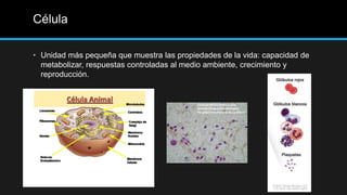 Célula
• Unidad más pequeña que muestra las propiedades de la vida: capacidad de
metabolizar, respuestas controladas al medio ambiente, crecimiento y
reproducción.
 
