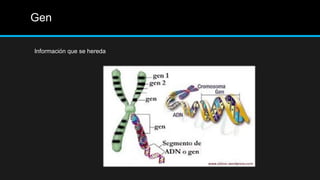 Gen
Información que se hereda
 