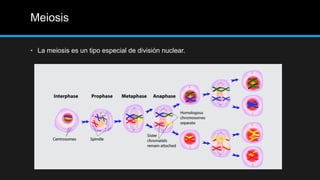Meiosis
• La meiosis es un tipo especial de división nuclear.
 