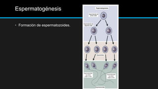 Espermatogénesis
• Formación de espermatozoides.
 