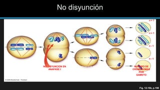 n + 1
n + 1
n - 1
n - 1
NO DISYUNCION EN
ANAFASE I
anafase II NUMERO DE
CROMOSOMAS
POR
GAMETO
Fig. 12-16b, p.198
No disyunción
cromosomas
alineados en
metafase I
alineamientos en
metafase II
 