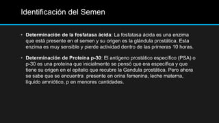 Identificación del Semen
• Determinación de la fosfatasa ácida: La fosfatasa ácida es una enzima
que está presente en el semen y su origen es la glándula prostática. Esta
enzima es muy sensible y pierde actividad dentro de las primeras 10 horas.
• Determinación de Proteína p-30: El antígeno prostático específico (PSA) o
p-30 es una proteína que inicialmente se pensó que era específica y que
tiene su origen en el epitelio que recubre la Gandula prostática. Pero ahora
se sabe que se encuentra presente en orina femenina, leche materna,
líquido amniótico, p en menores cantidades.
 