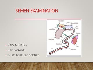 SEMEN EXAMINATION
• PRESENTED BY:-
• RAVI TANWAR
• M. SC. FORENSIC SCIENCE
 