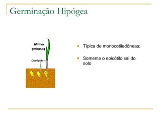 Germinação Hipógea Típica de monocotiledôneas; Somente o epicótilo sai do solo 