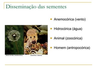 Disseminação das sementes Anemocórica (vento) Hidrocórica (água) Animal (zoocórica) Homem (antropocórica) 