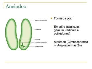 Amêndoa Formada por: Embrião (caulículo, gêmula, radícula e cotilédones) Albúmen (Gimnospermas n; Angiospermas 2n). 
