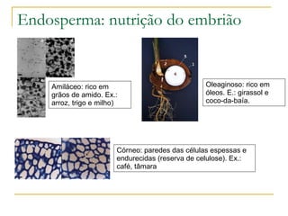 Endosperma: nutrição do embrião  Amiláceo: rico em grãos de amido. Ex.: arroz, trigo e milho) Oleaginoso: rico em óleos. E.: girassol e coco-da-baía. Córneo: paredes das células espessas e endurecidas (reserva de celulose). Ex.: café, tâmara 