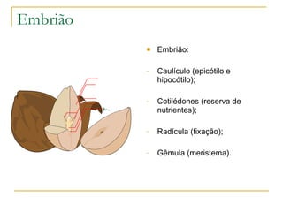 Embrião Embrião: Caulículo (epicótilo e hipocótilo); Cotilédones (reserva de nutrientes); Radícula (fixação); Gêmula (meristema). 